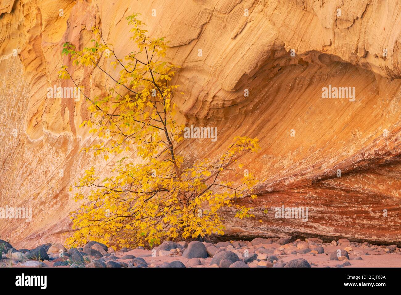 USA, Utah, Capitol Reef National Park, herbstlicher, farbiger Kastenstelder, der in einer Sandsteinnische in der Nähe des Fremont River wächst. Stockfoto