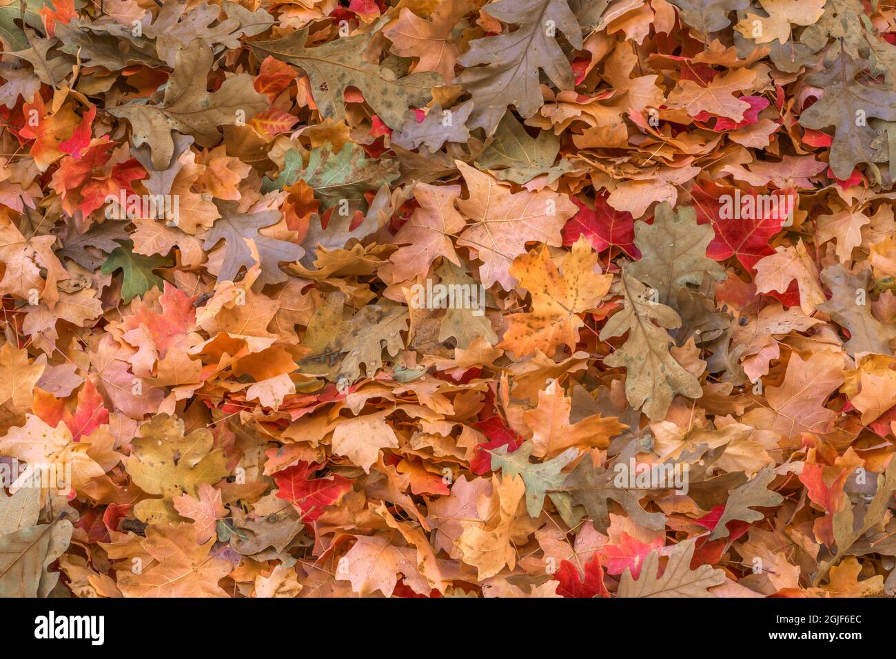 USA, Utah, Grand Staircase Escalante National Monument; Herbstblätter aus Eiche und Ahorn in Lick Wash. Stockfoto