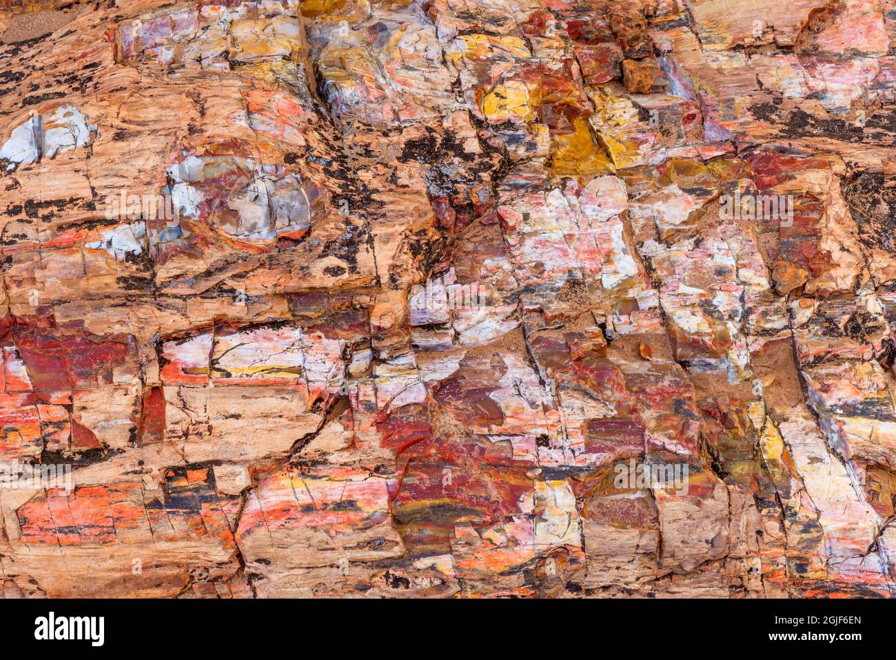 USA, Utah, Escalante Petrified Forest State Park, farbenfrohe Überreste aus versteinertem Holz. Stockfoto