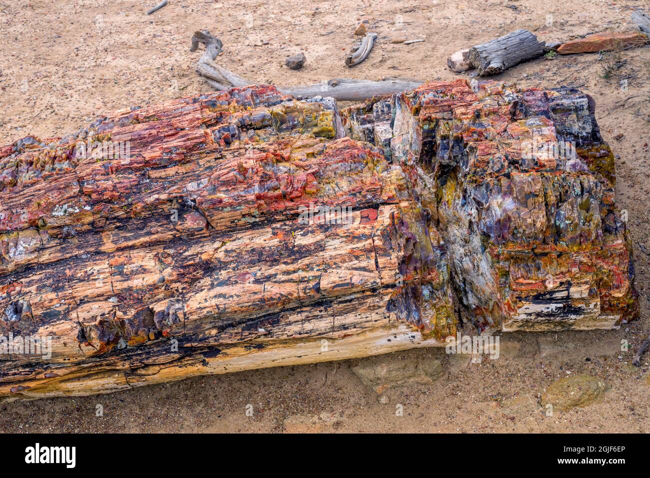 USA, Utah, Escalante Petrified Forest State Park, farbenfrohe Überreste aus versteinertem Holz und umliegende Böden. Stockfoto