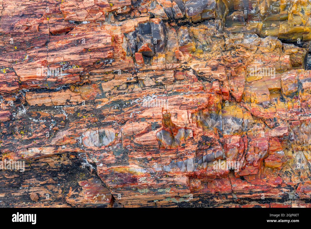 USA, Utah, Escalante Petrified Forest State Park, farbenfrohe Überreste aus versteinertem Holz. Stockfoto