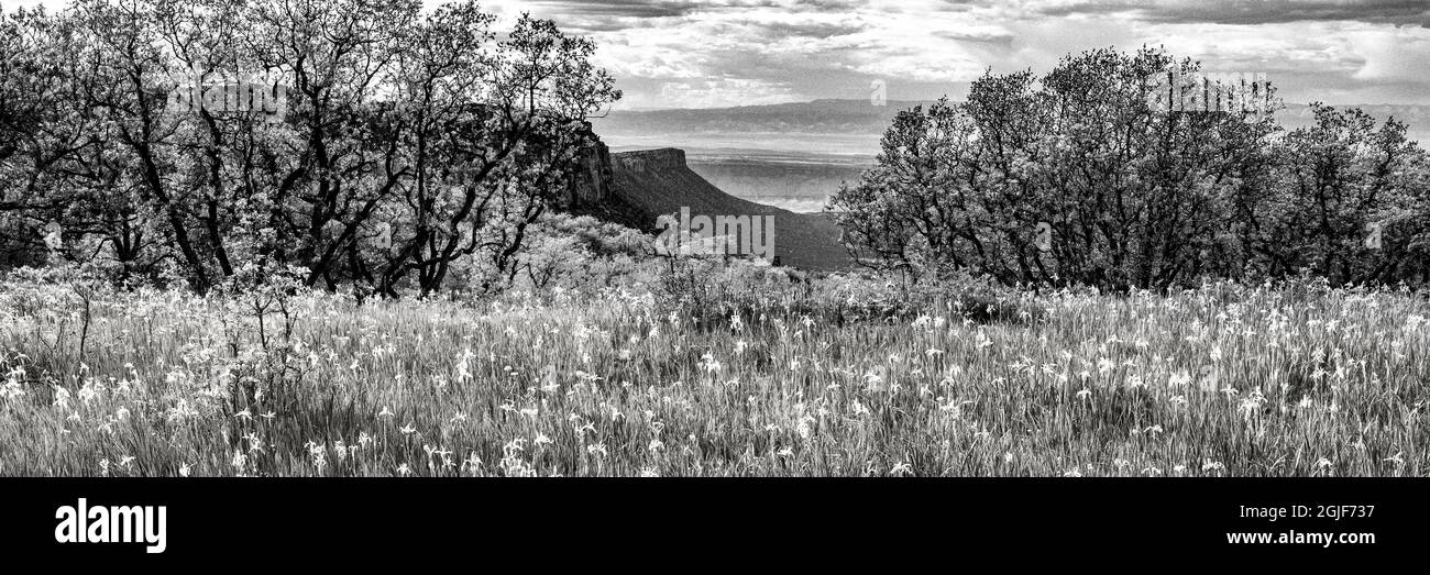 USA, Utah. Wiese gefüllt mit wilder Iris (Iris missouriensus) und Buscheiche mit Blick auf das Castle Valley im Manti-La Sal National Forest. Stockfoto