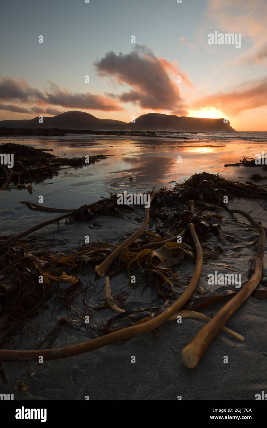 Seetang wurde am Orkney-Strand ausgewaschen Stockfoto