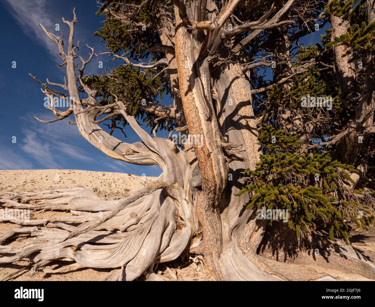 Alte Borstenkiefer, Cedar Breaks National Monument, Utah Stockfoto
