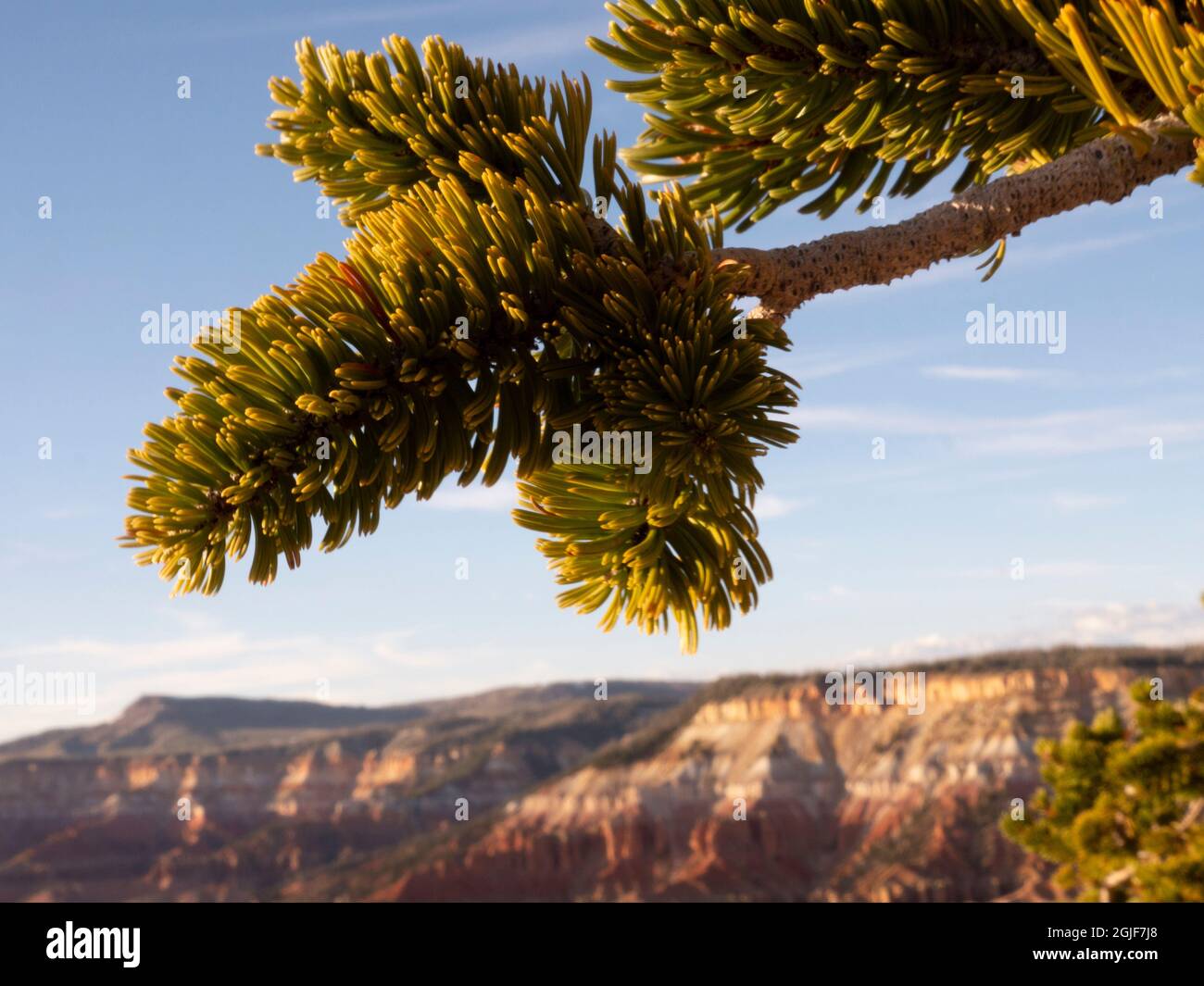 Ancient Borstencone Kiefernzweig und Nadeln, Cedar Breaks National Monument, Utah Stockfoto