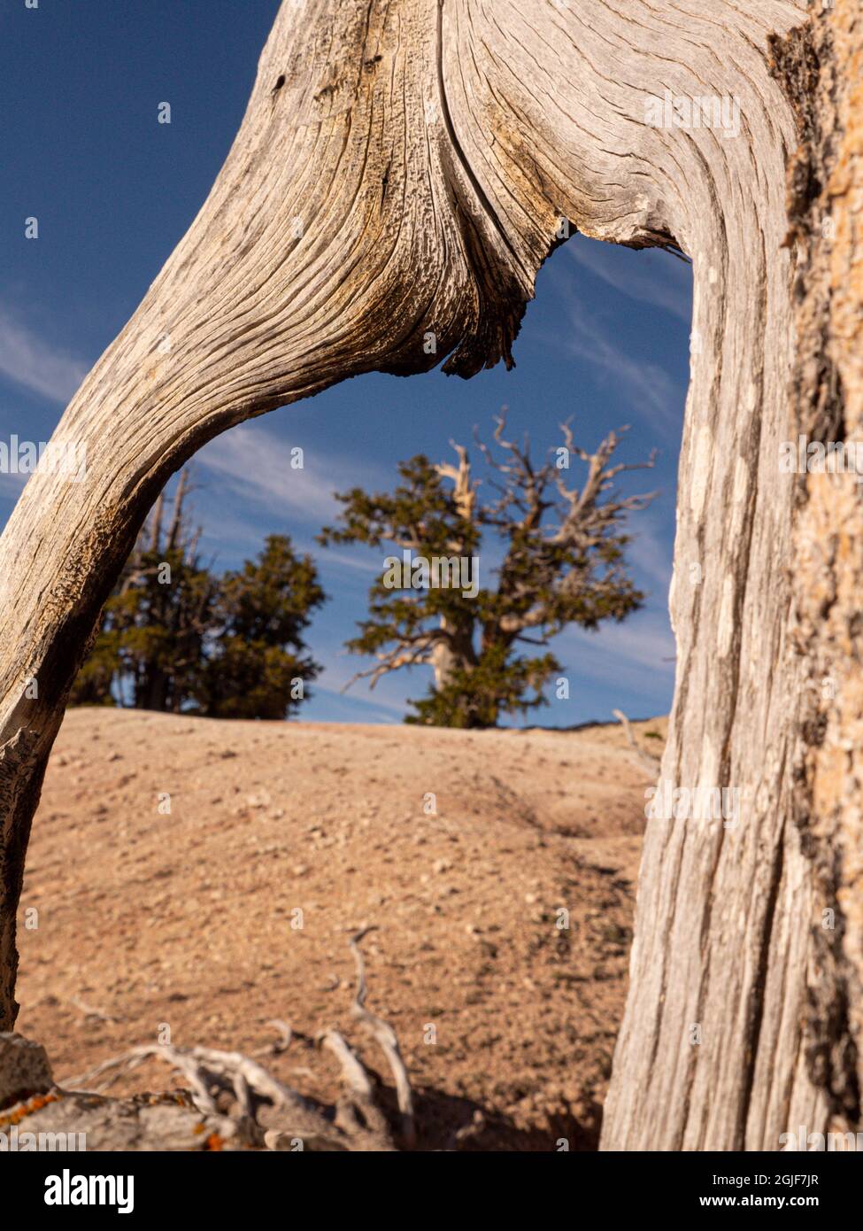 Alte Borstenkiefer, Cedar Breaks National Monument, Utah Stockfoto