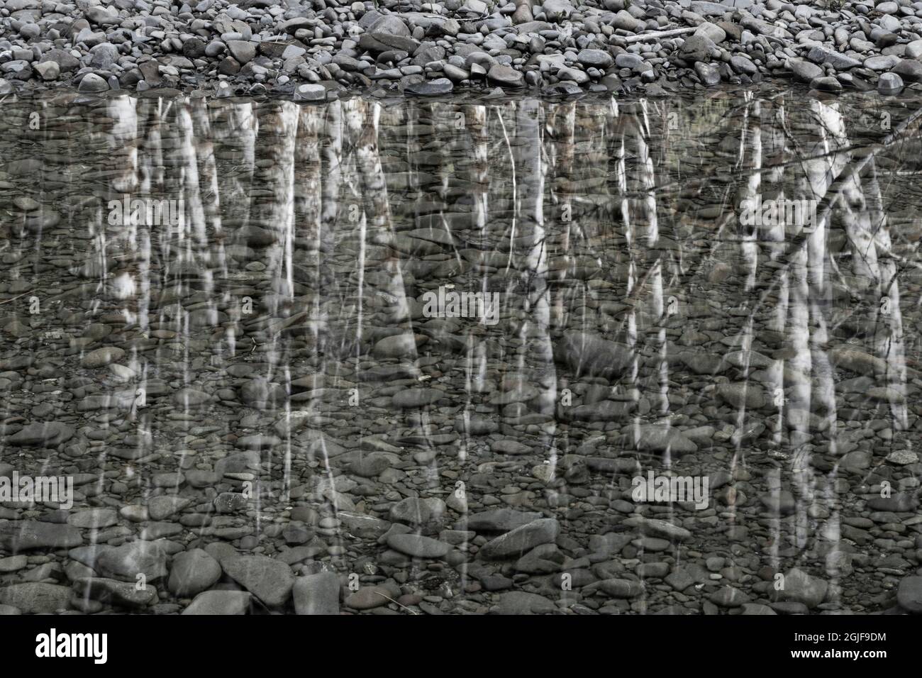 USA, Washington State, Olympic National Park. Schwarz und weiß von Erlenbäumen, die sich im Wasser spiegeln. Kredit als: Don Paulson / Jaynes Gallery / DanitaDeli Stockfoto