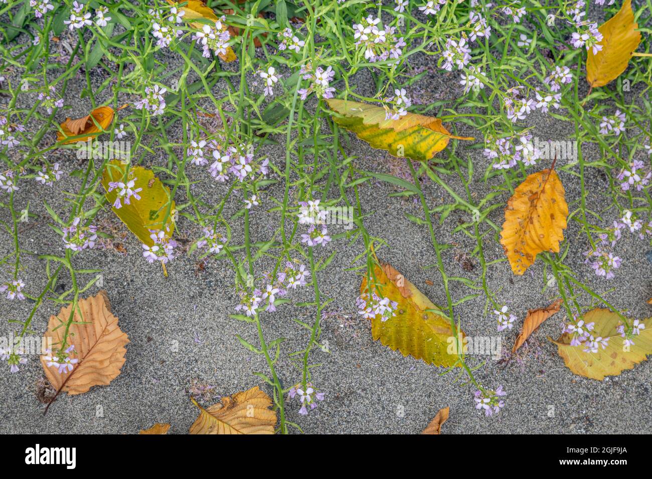 USA, Washington State, Hansville. Meeresrakete blüht und gefallene Erlenblätter. Kredit als: Don Paulson / Jaynes Gallery / DanitaDelimont.com Stockfoto