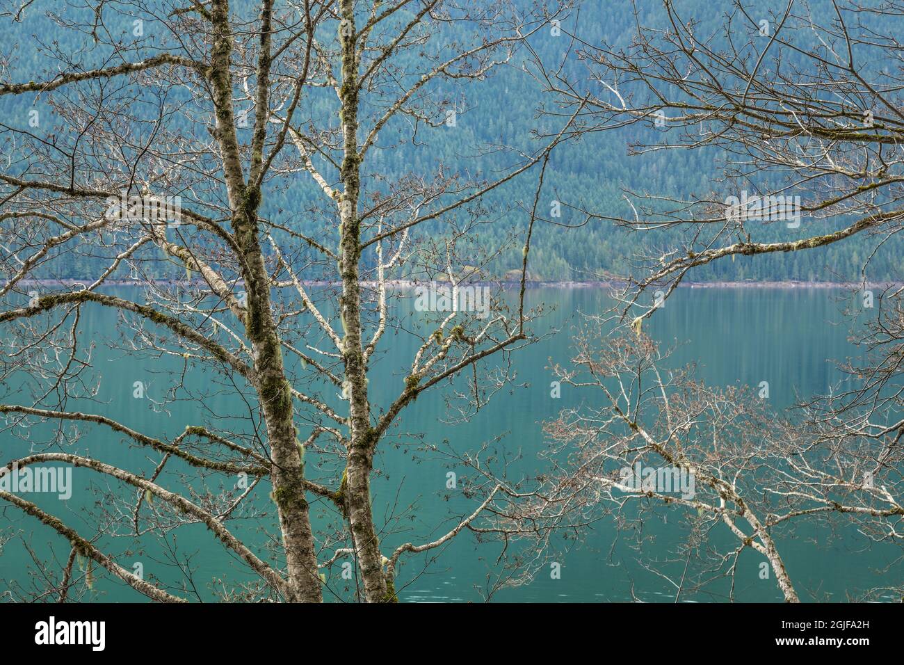 USA, Staat Washington, Olympic National Forest. Erlenbäume am Ufer des Lake Cushman. Stockfoto