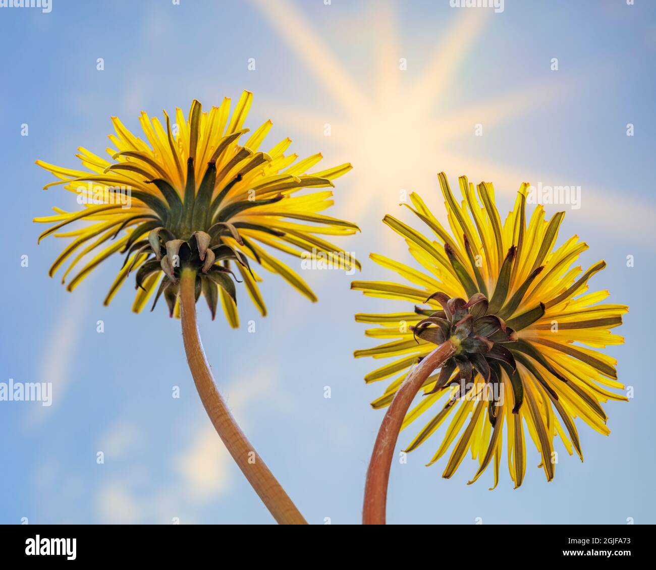 USA, Staat Washington, Seabeck. Dandelion blüht und sonnendurchblutet. Stockfoto