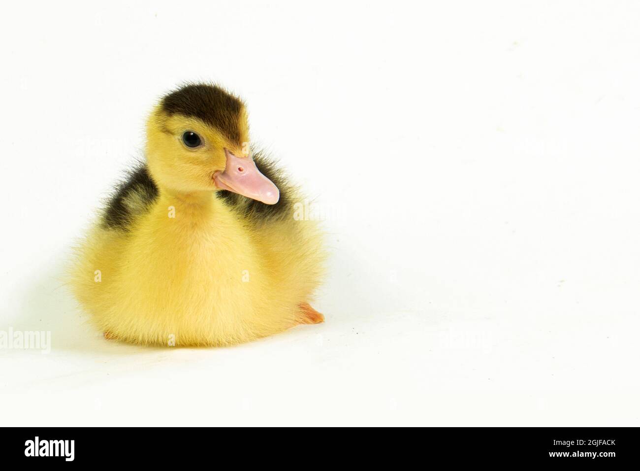 Niedliche Tier Baby Ente weißen Hintergrund Stockfoto