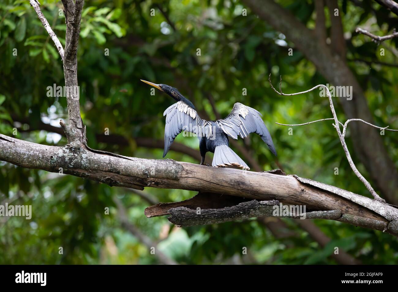 Ein Anhinga bereitet sich auf den Start in den Everglades in Florida vor. Stockfoto