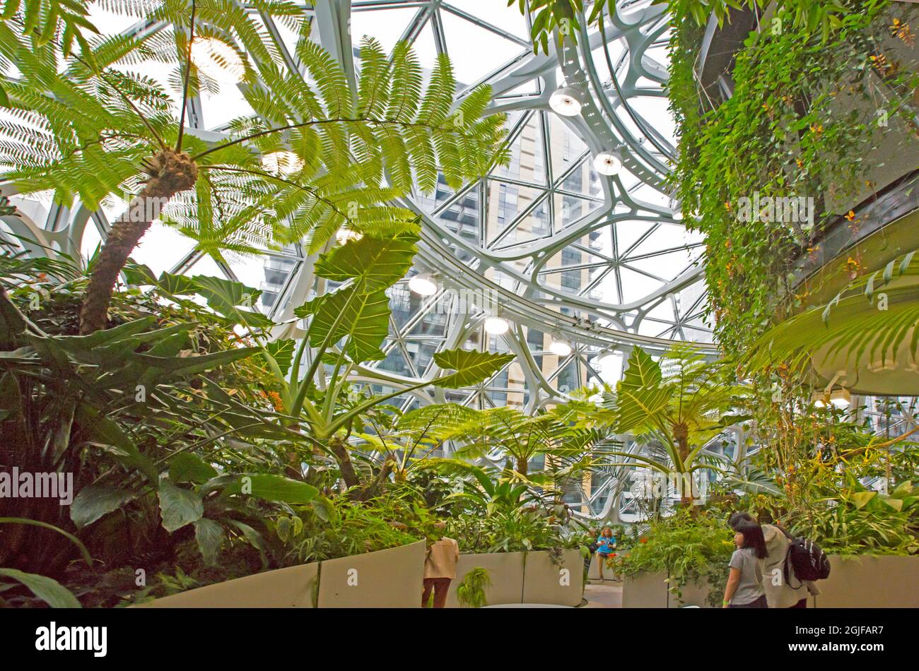 USA, Staat Washington, Seattle. Ein Blick von innen auf die Amazonas-Sphären. (Nur Für Redaktionelle Zwecke) Stockfoto
