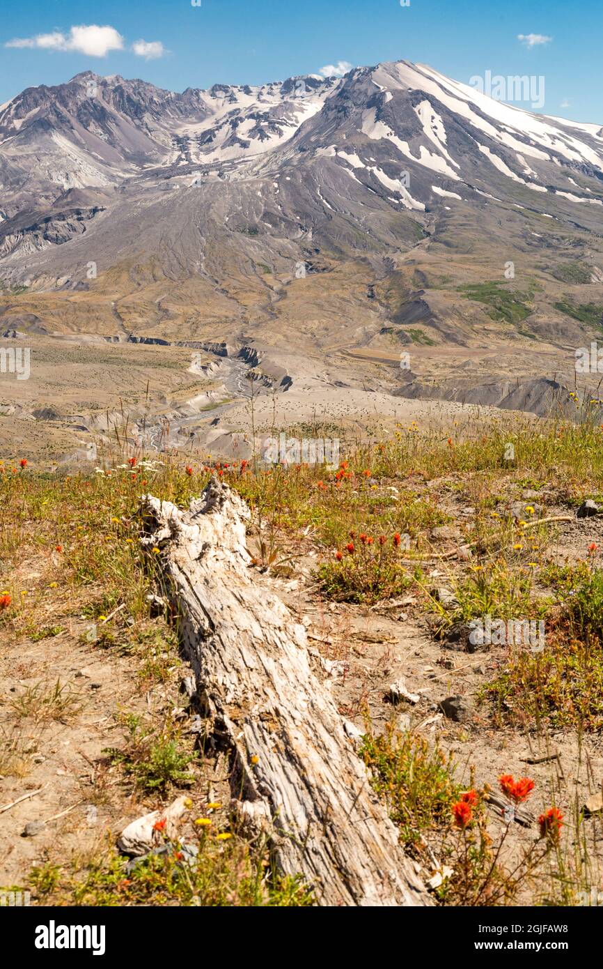 USA, Washington State, Skamania County. Mount St. Helens oder Louwala-Clough ist ein aktiver Stratovulkan. National Volcanic Monument and Park. Wildblume Stockfoto