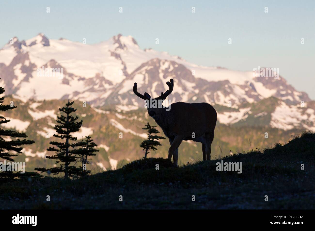 USA, Staat Washington. Olympic National Park. Silhouetted Black-tailed Bock in Samt mit Mt. Olympus im Hintergrund. Stockfoto