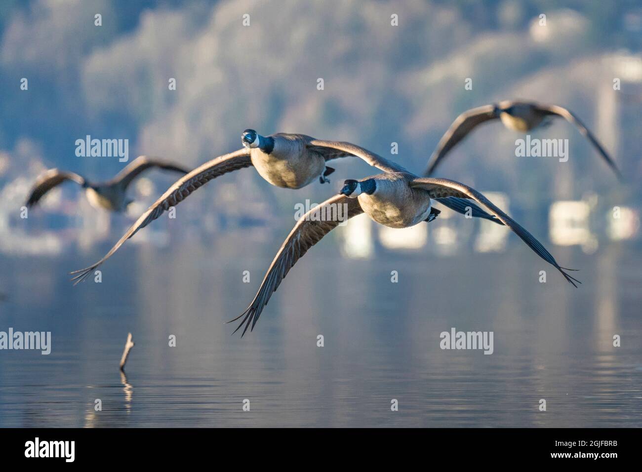 USA, Staat Washington. Kanadagänse (Branta canadensis) fliegen über den Lake Washington. Kenmore. Stockfoto