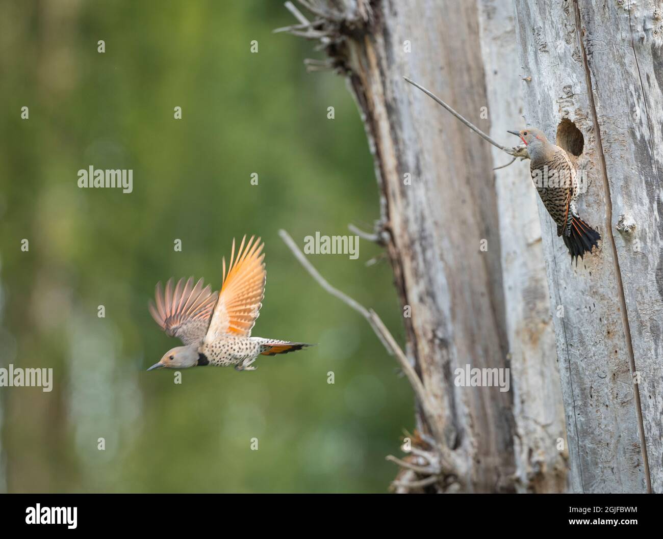 USA, Staat Washington. Ein männlicher nördlicher Flicker (Colaptes auratus) am Nestloch, während das Weibchen abfliegt. Redmond. Digitales Composite. Stockfoto