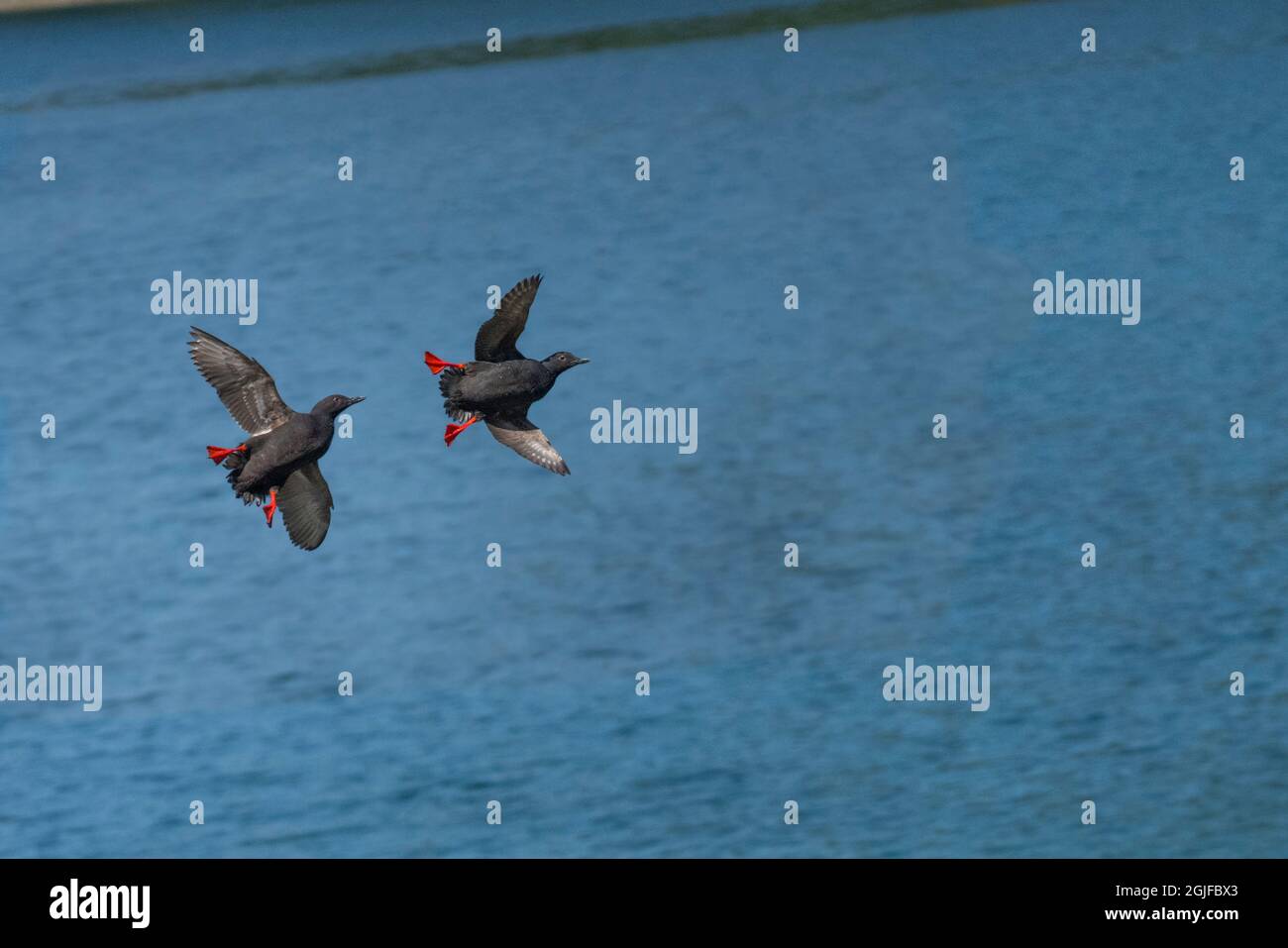 USA, Staat Washington. Ein Paar Pigeon Guillemots (Cepphos columba) begibt sich auf eine Balzjagd über dem Hood Canal. Stockfoto