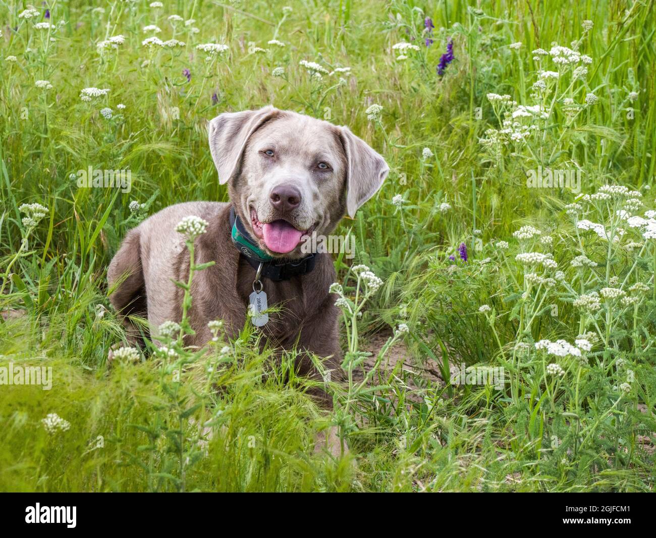 Silver labrador Retriever sitzt in einem Feld von Wildblumen. Stockfoto