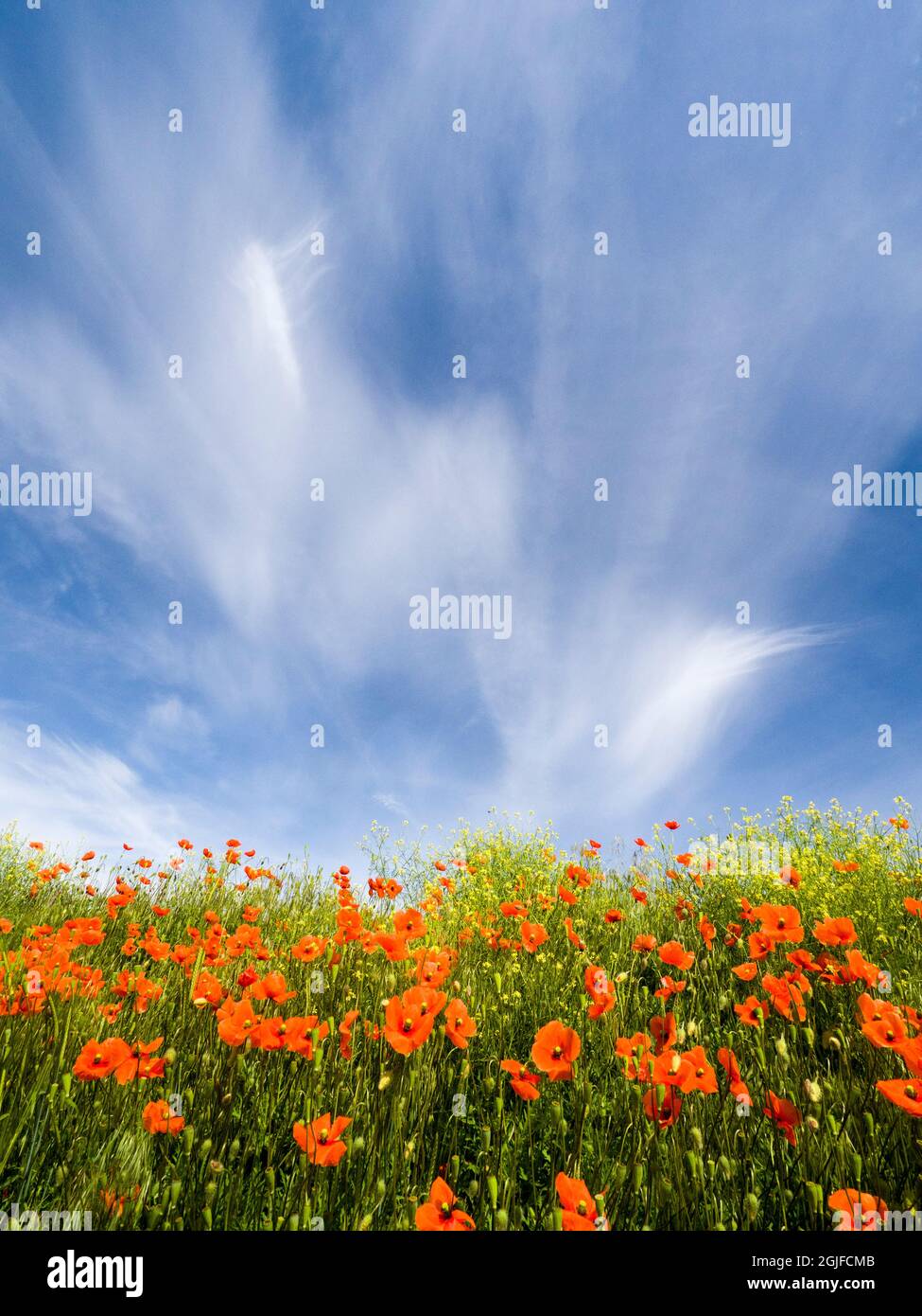 Feld von orangefarbenen Mohnblumen unter dramatischen Wolken und blauem Himmel. Stockfoto