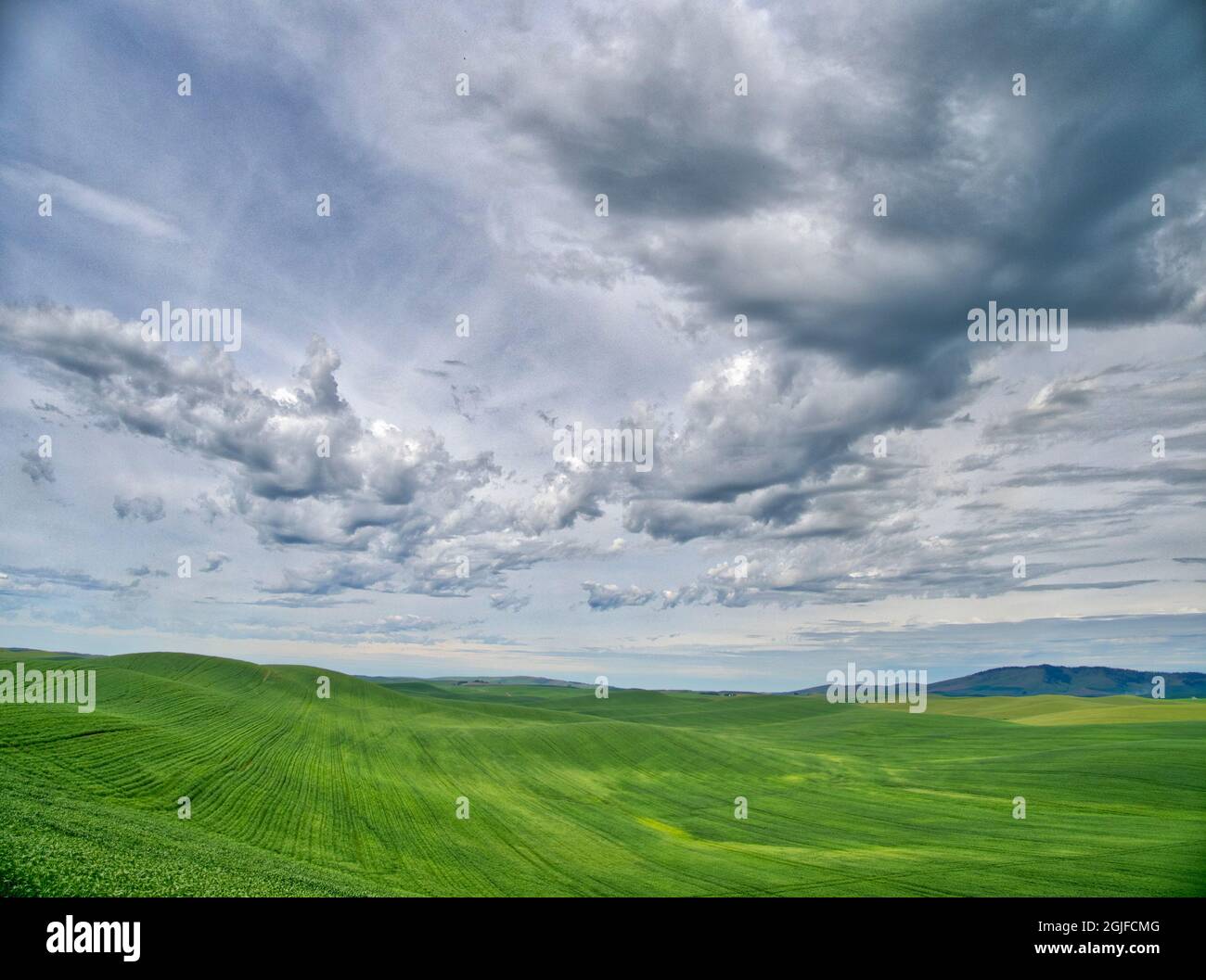 Wolken über grünen Weizenfeldern. Stockfoto