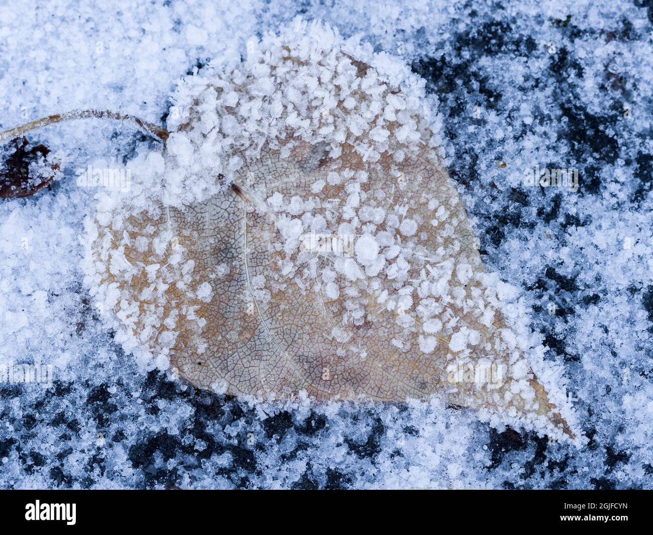 Nahaufnahme von Eiskristallen auf Blättern. Stockfoto