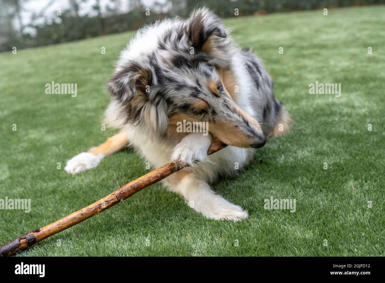 Der fünf Monate alte Blue Merle Rough Collie kaut auf einem Stock. (PR) Stockfoto