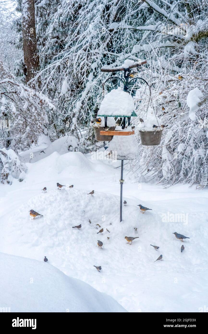 Issaquah, Washington, USA. Verschiedene Thrushes, Spotted Towhees und Dark-Eyed Juncos auf der Suche nach Futter unter einem Vogelfutterhäuschen nach einem tiefen Schneefall. Stockfoto