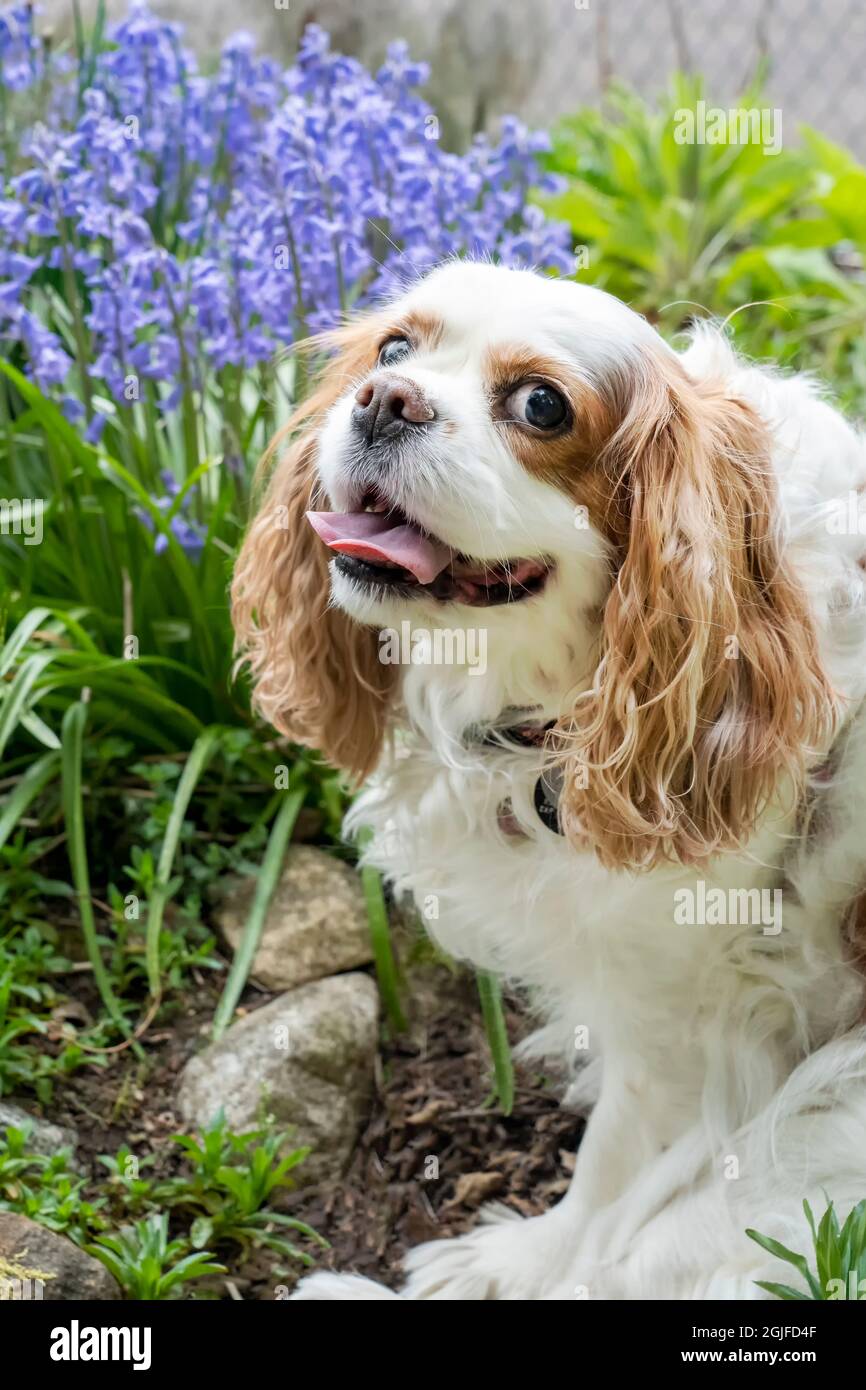 Issaquah, Washington, USA. Cavalier King Charles Spaniel, Mandy, sitzend neben einigen Holzhyazinthen. (PR) Stockfoto