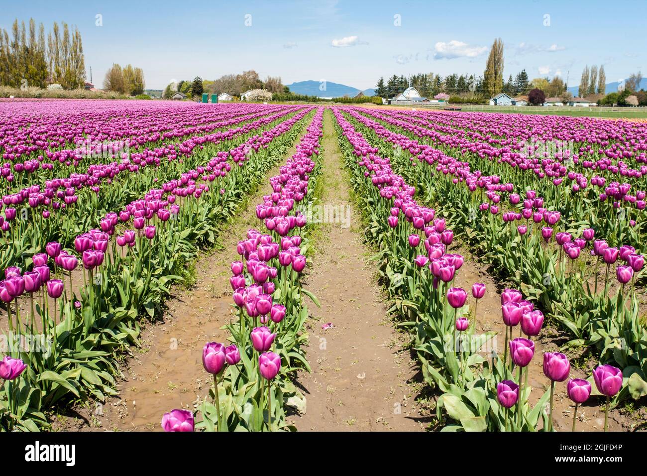 Mount Vernon, Washington, USA. Tulpenfeld. (Nur für redaktionelle Zwecke) Stockfoto