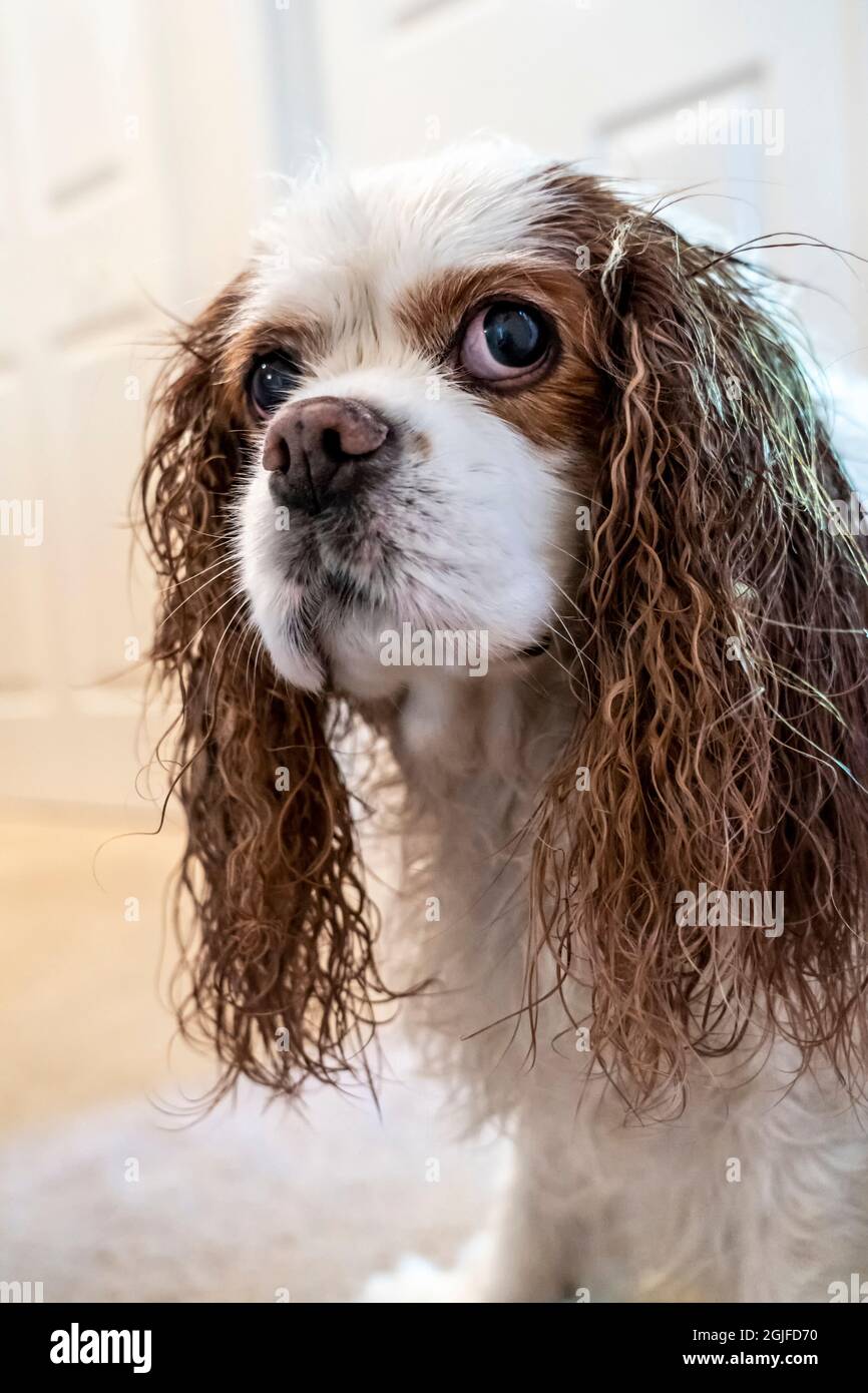 Porträt eines unglücklichen nassen Kavaliers König Charles Spaniel, Mandy, nach einem Bad. (PR) Stockfoto