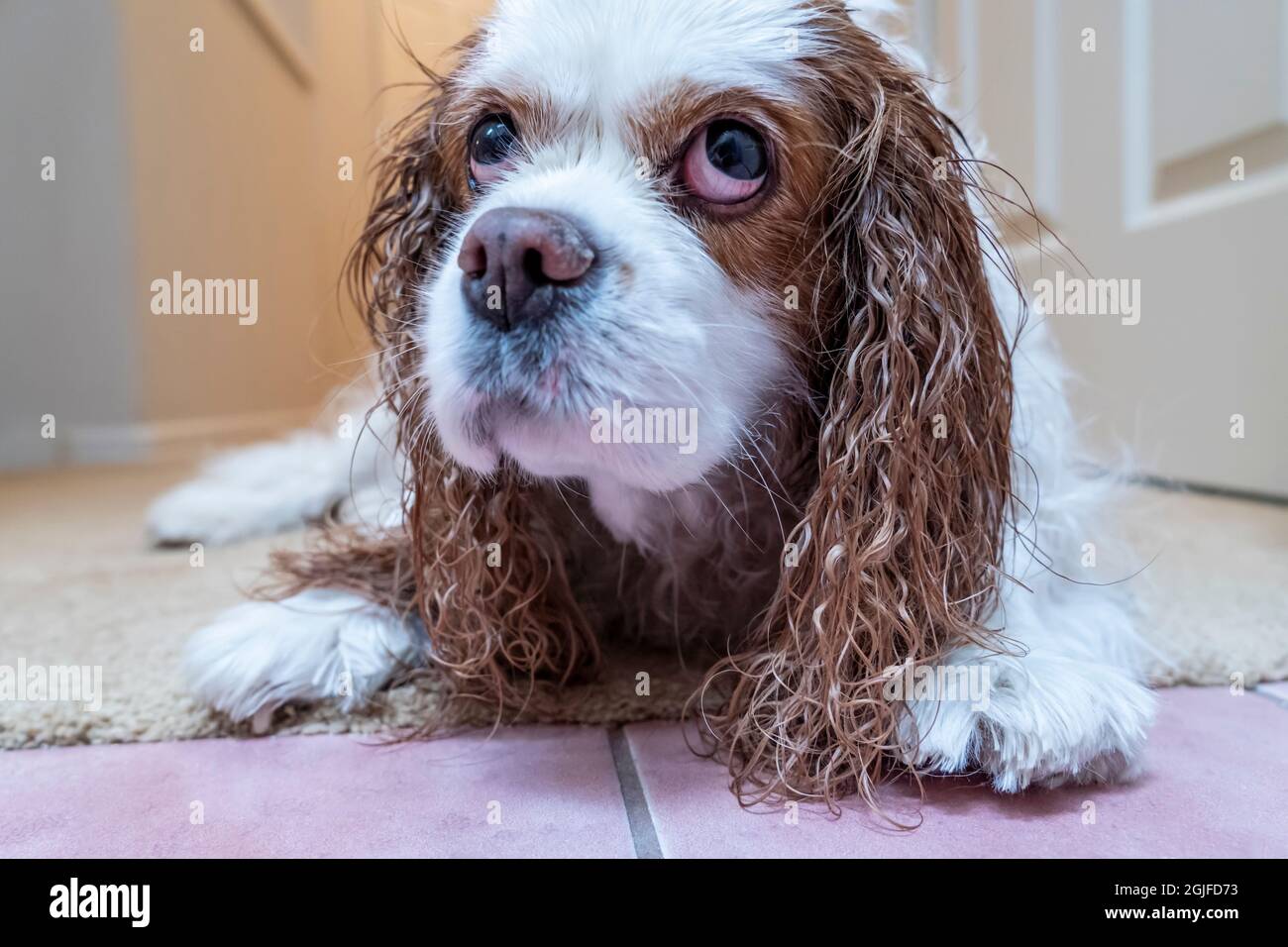 Porträt eines unglücklichen nassen Kavaliers König Charles Spaniel, Mandy, nach einem Bad. (PR) Stockfoto