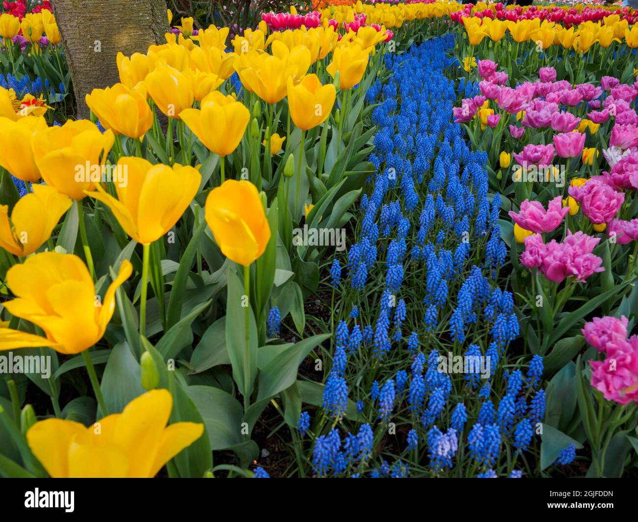 USA, Washington State, Mt. Vernon. „Fluss“ aus blauen Muscari und Tulpen im Schaugarten beim Skagit Valley Tulip Festival. Stockfoto