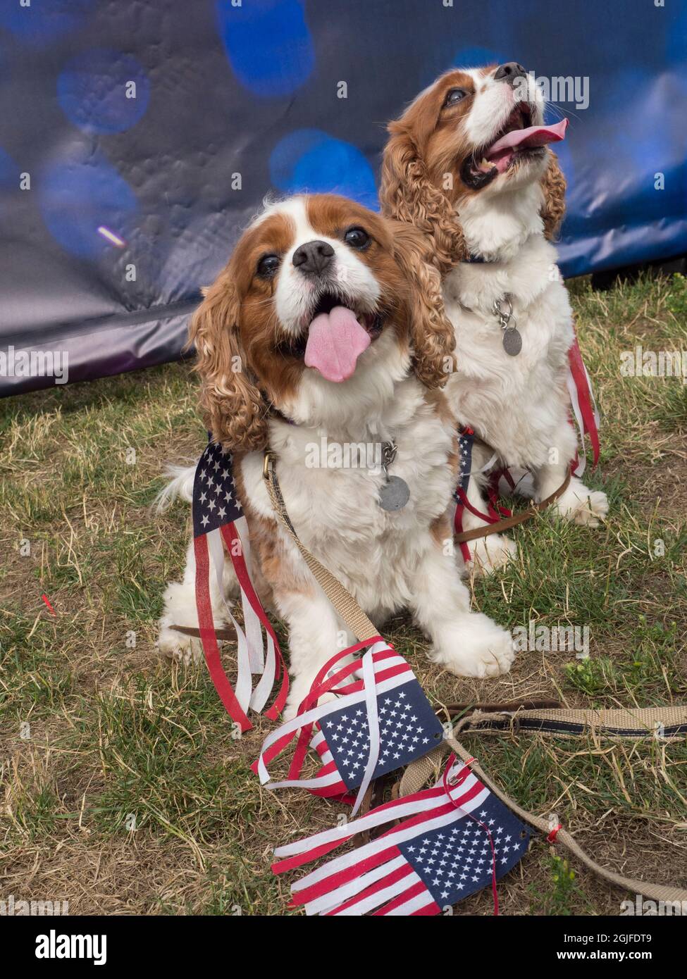 USA, Washington State, Bellevue, jährliche Feier am 4. Juli für Hunde und Besitzer Stockfoto