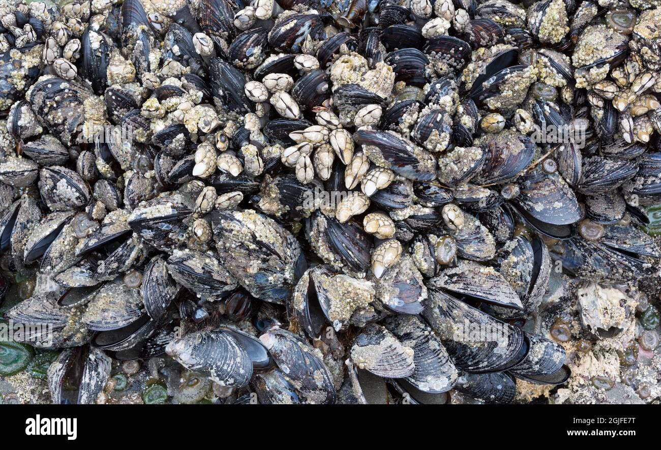 WA, Olympic National Park, Second Beach, California Miesmuscheln und Blattaschellen Stockfoto