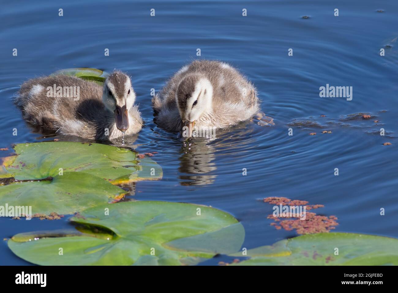 Washington State, Lake Washington. Entenentchen aus Holz. Stockfoto