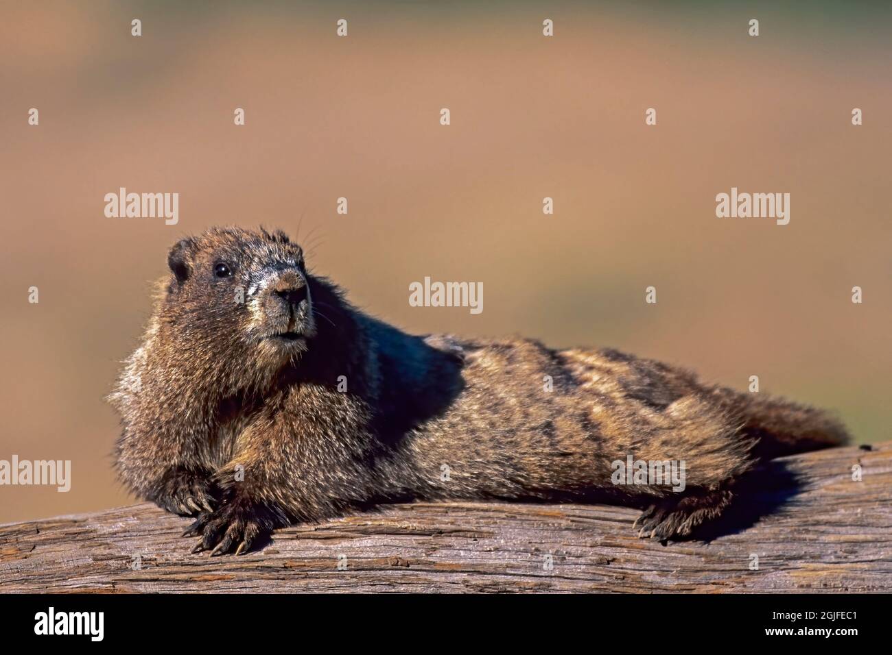 Washington State, Mount Rainier National Park, Hory Marmot, ruht sich auf dem Baumstamm aus Stockfoto
