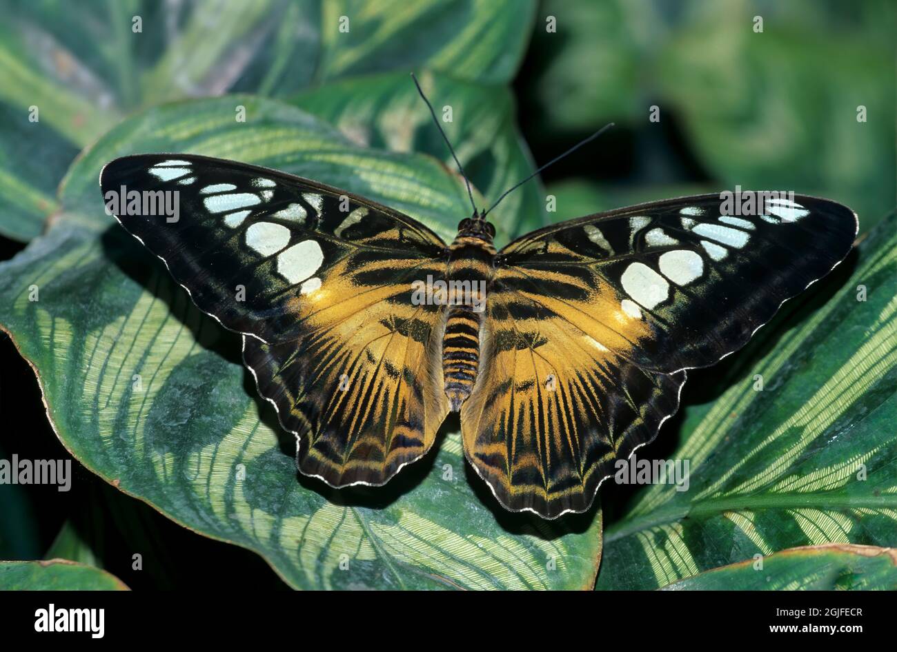 Washington State, Seattle. Schmetterling, Klipper, ruht auf Blatt Stockfoto