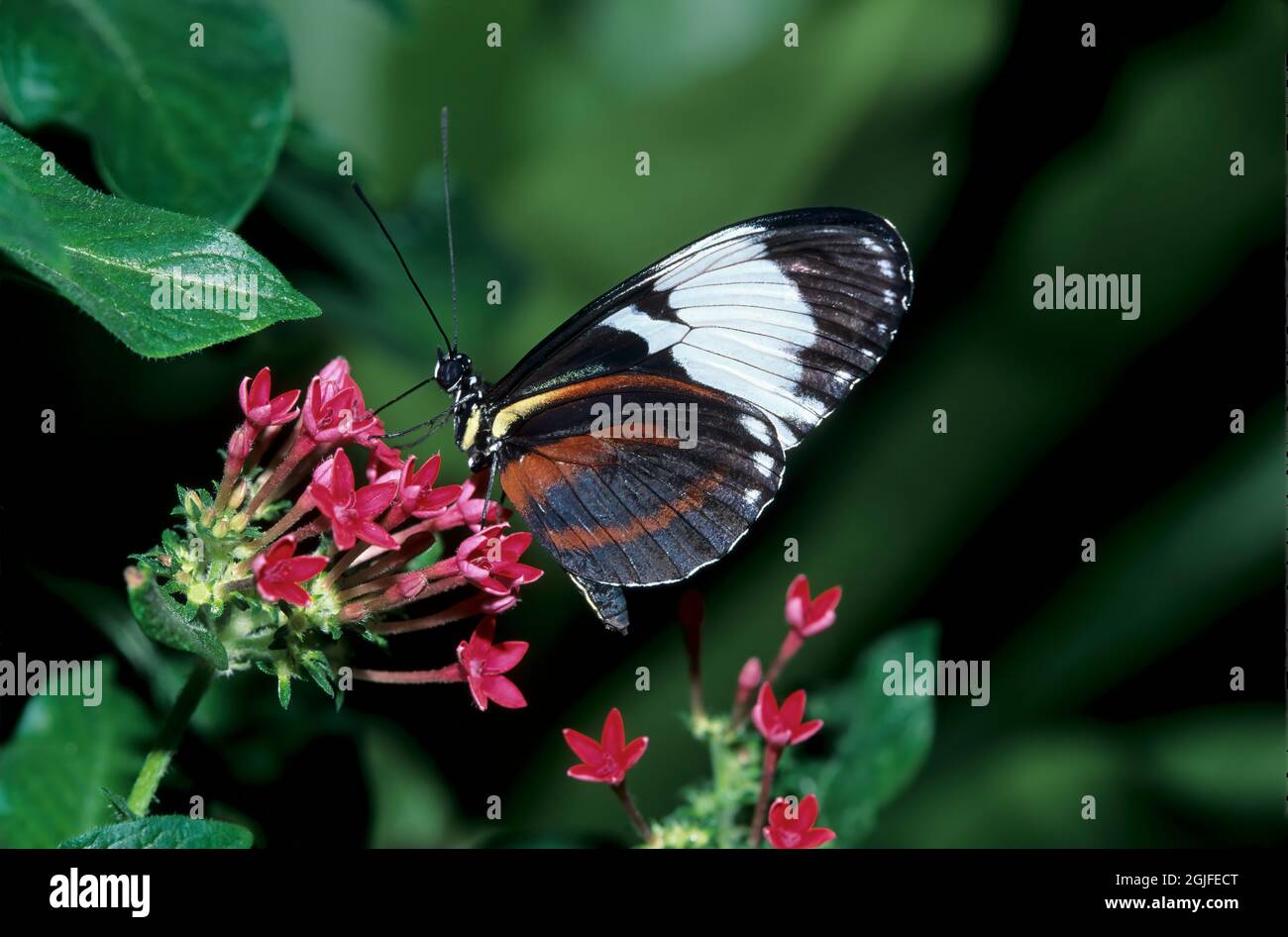 Washington State, Seattle. Schmetterling, dreifarbig, Fütterung von Blumen Stockfoto