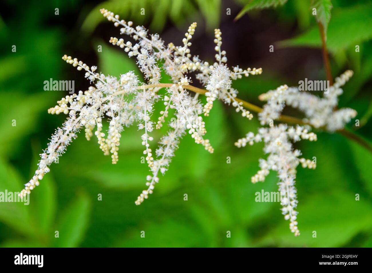 Ozeanspray mit Bokeh, Quinault River Trail, Olympic National Park, Washington State Stockfoto