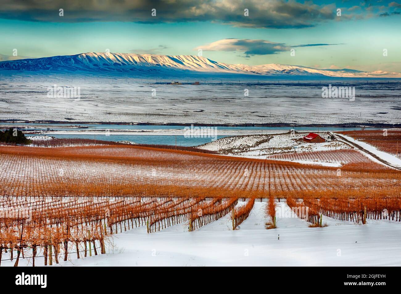 USA, Staat Washington, Pasco. Überwintern Sie auf dem Sagemoor Vineyard mit dem Columbia River und dem Rattlesnake Mountain im Hintergrund. Stockfoto