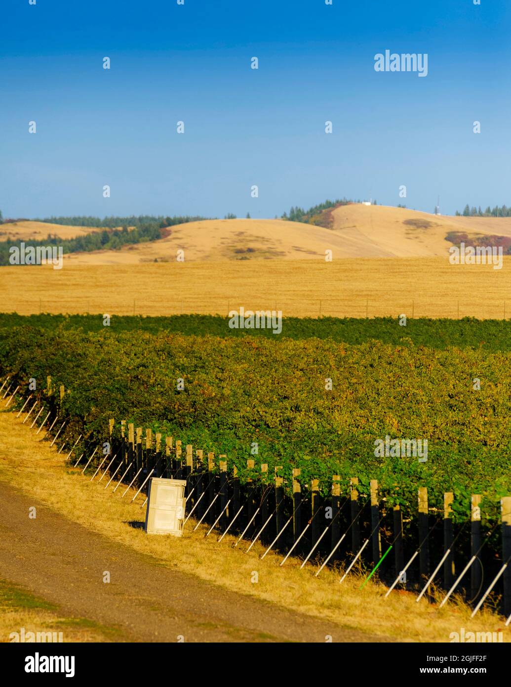 USA, Staat Washington, Walla Walla. Leerer Behälter im Weinberg Les Collines zur Erntezeit. Stockfoto