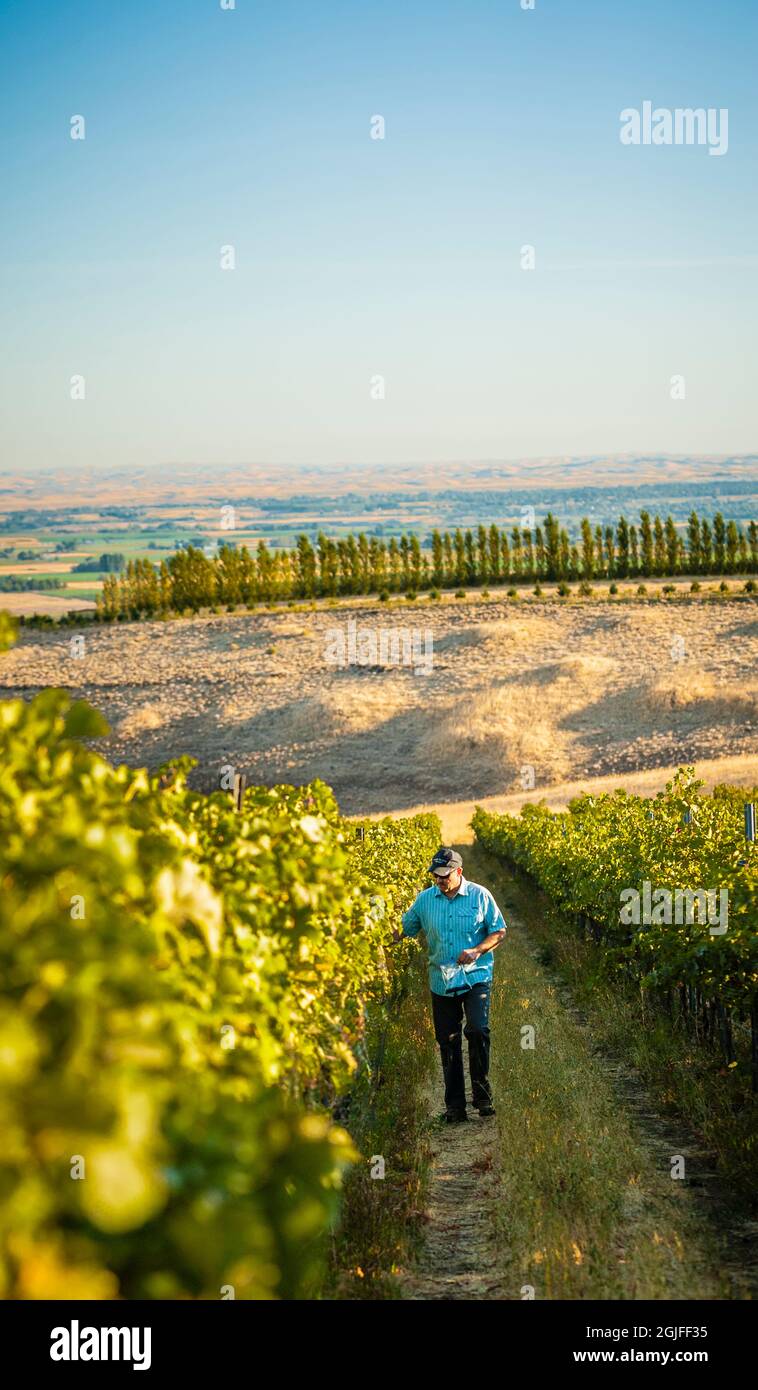 USA, Staat Washington, Walla Walla. Der Winzer Jean-Francois Pellet nimmt Proben vom Octave Vineyard in Seven Hills. Stockfoto