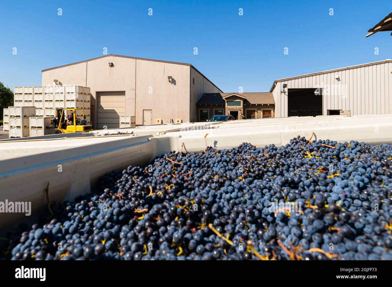 USA, Staat Washington, Walla Walla. Merlot-Trauben warten auf die L'Ecole Nr. 41, eine der ersten Weingüter in Walla Walla. Stockfoto