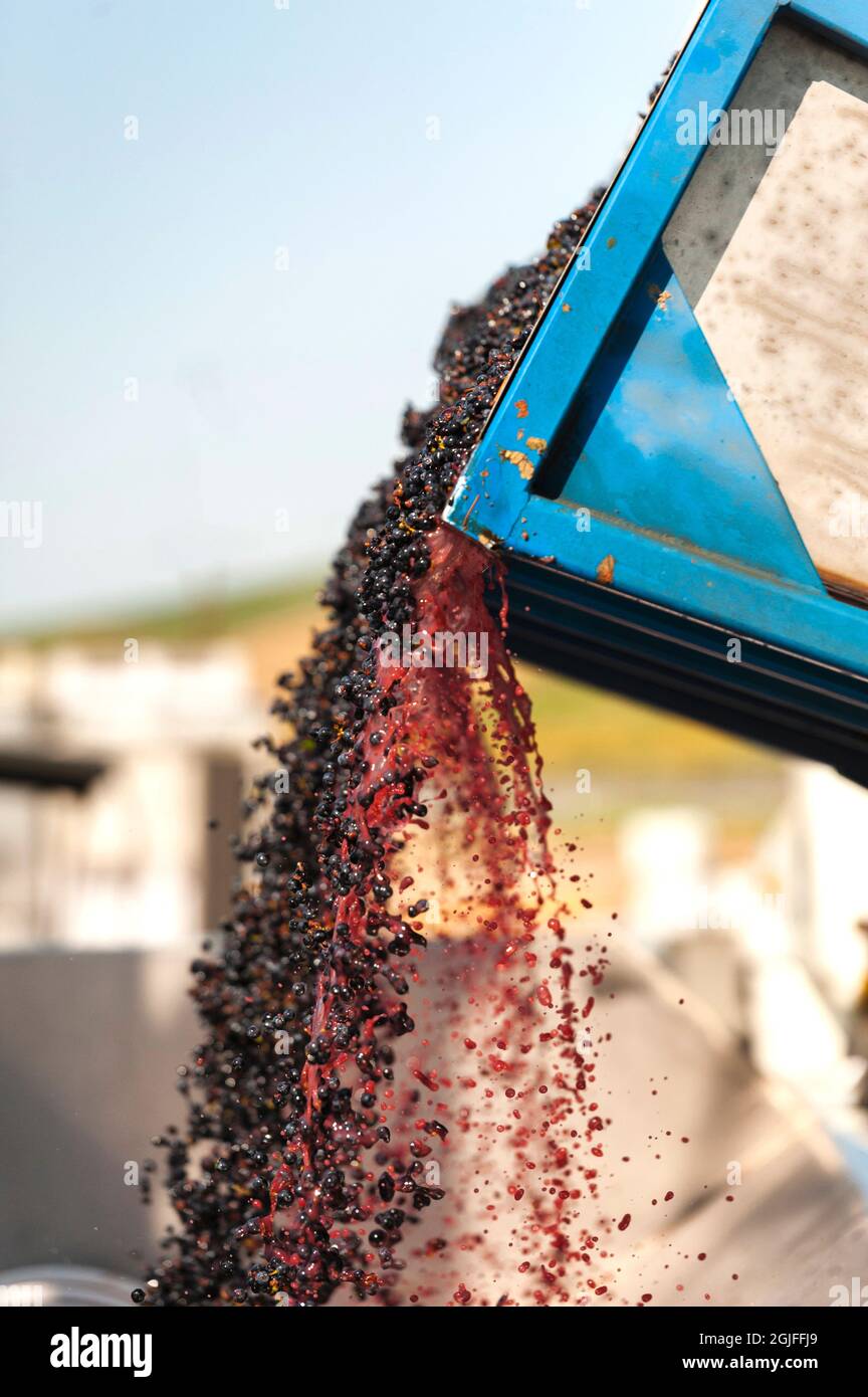 USA, Staat Washington, Walla Walla. Rotwein-Trauben bei Crush in einem Walla Walla Weingut. Stockfoto