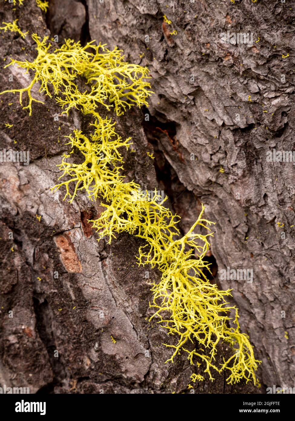 Flechten auf Rinde (fruticose Flechten), Lake Wenatchee, Lake Wenatchee State Park, Washington, in Cascade Mountains Stockfoto