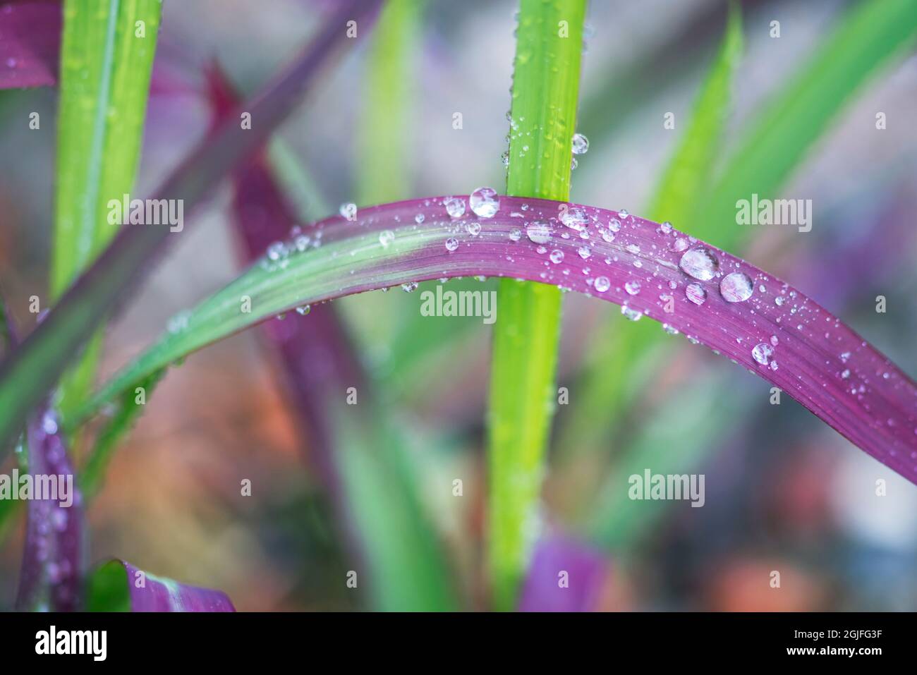 Washington State, Bellevue. Wassertropfen auf japanischem Blutgras Stockfoto