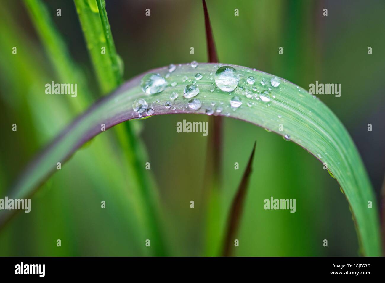 Washington State, Bellevue. Wassertropfen auf japanischem Blutgras Stockfoto