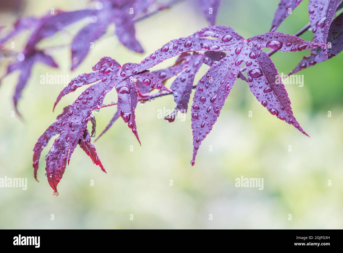 Washington State, Bellevue. Wassertropfen auf japanische Ahornblätter Stockfoto