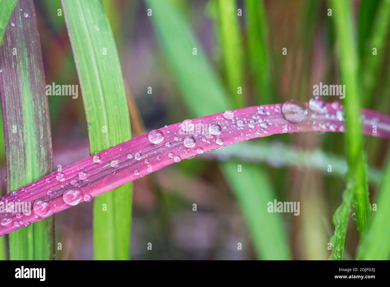 Washington State, Bellevue. Wassertropfen auf japanischem Blutgras Stockfoto